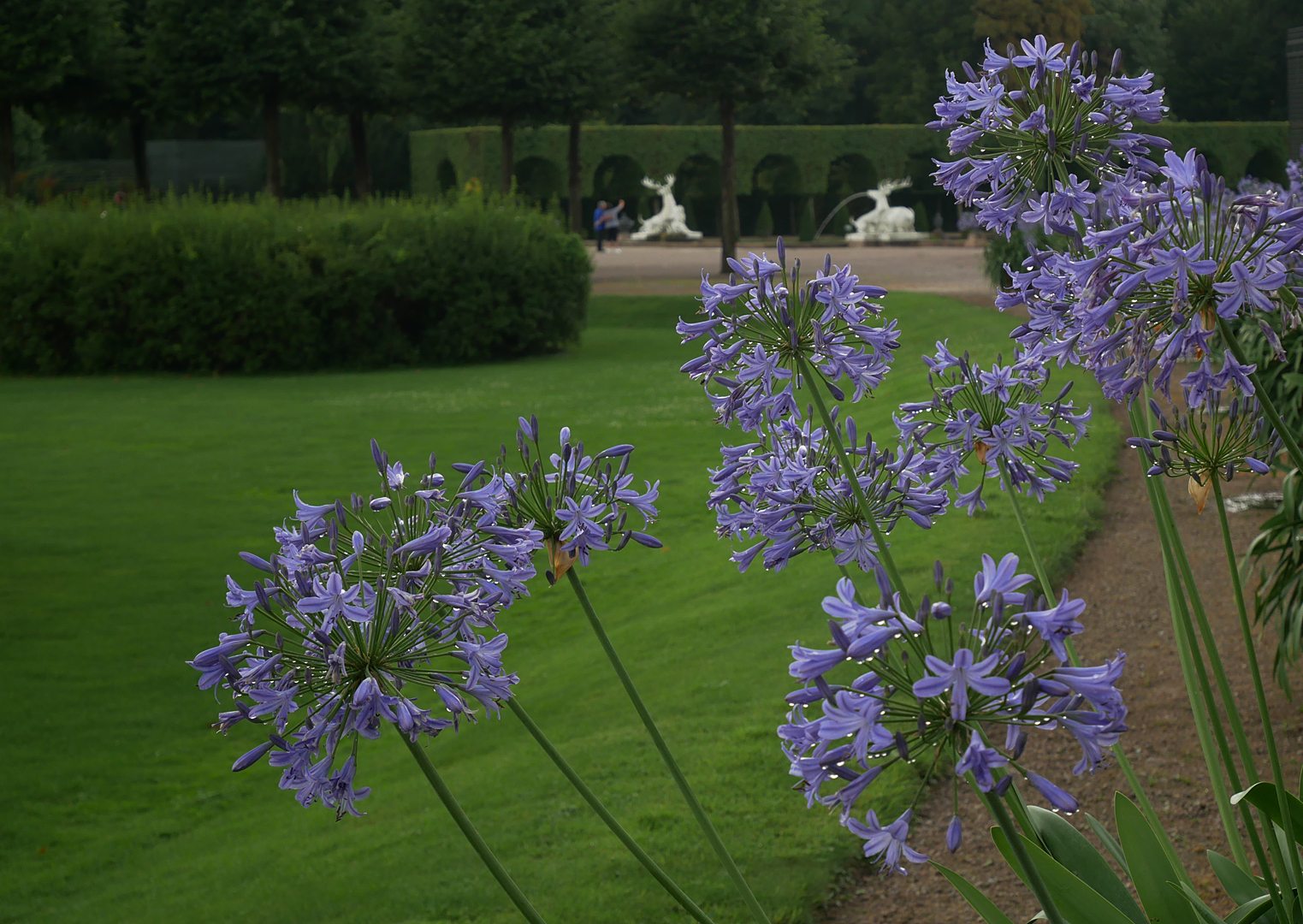 Schlosspark Schwetzingen Liebesblume