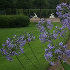 Schlosspark Schwetzingen Liebesblume