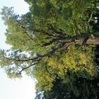 Schloßpark Steinhöfel bei Fürstenwalde