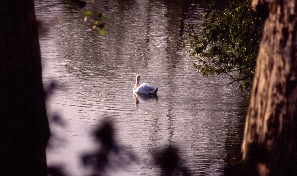 Schlosspark Stuttgart (2)