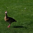 ...Schlosspark Stuttgart