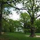 Schlosspark Tegel, nördlicher Weg mit Humboldteiche