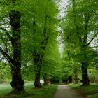 Schlosspark Tegel - südlicher Verbindungsweg vom Schloss zum Familiengrab der Familie von Humboldt