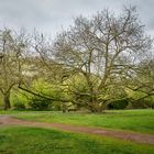 Schlosspark "Tentakel" | Bad Kreuznach