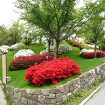 Schlosspark Trauttmannsdorf b. Meran: Rhododendren-Blüte