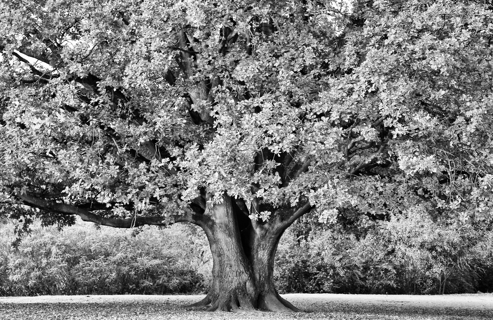 Schlosspark von Burg Linn in Krefeld