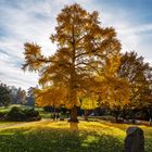 Schloßpark Weinheim