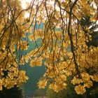 Schloßpark Wernigerode