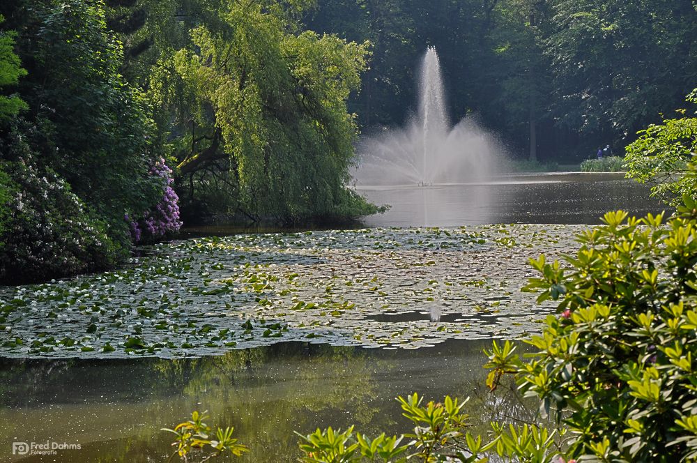 Schlosspark Wittringen, Seerosen