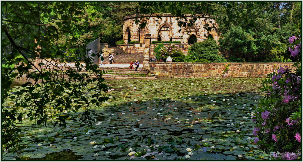 Schlosspark Wittringen, Seerosen II