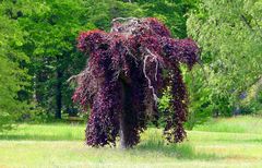 ...Schloßpark Wolfsgarten...01