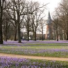 Schlosspark zur Krokusblüte