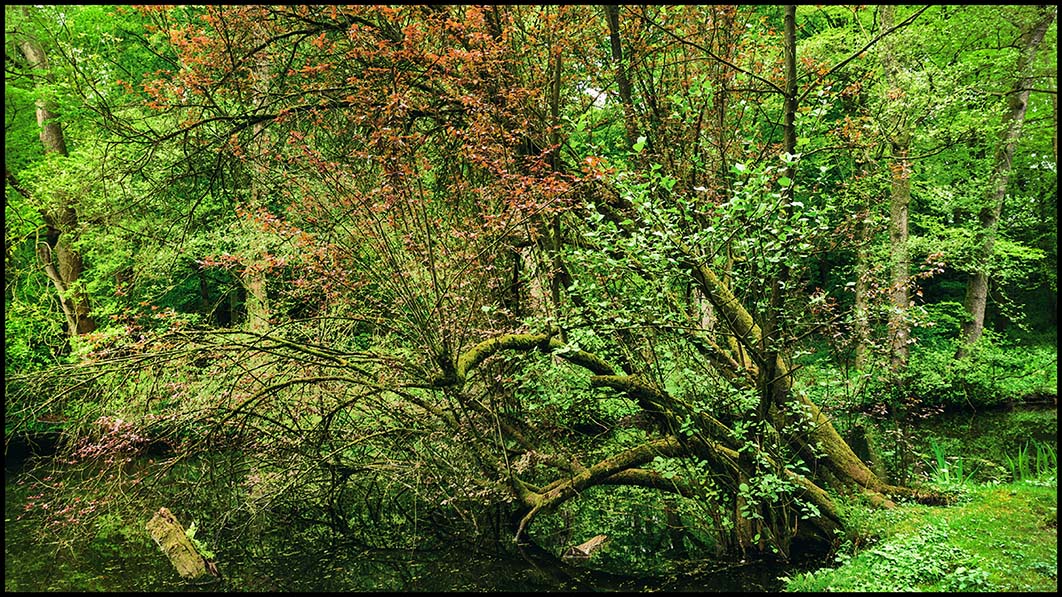 Schlossparkurwald #1