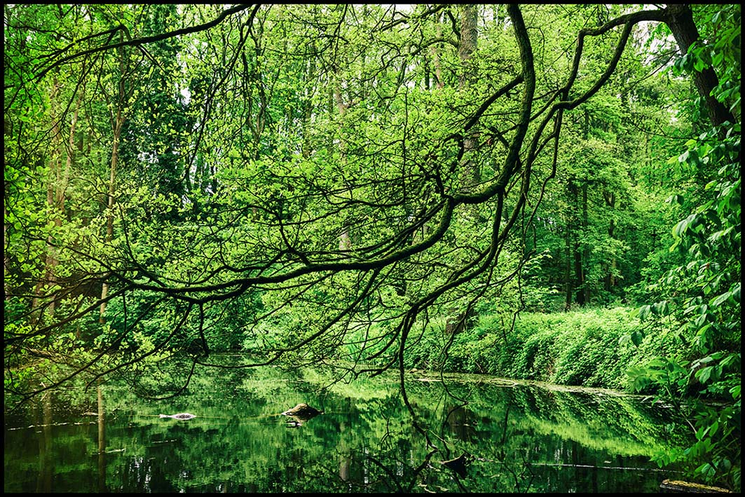 Schlossparkurwald #2