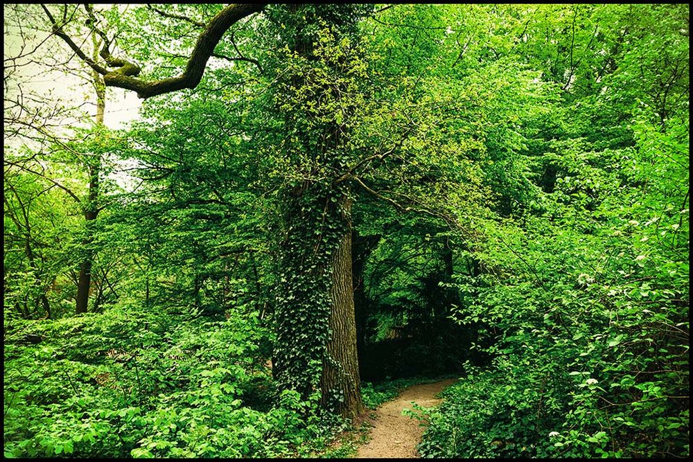 Schlossparkurwald 5 Foto & Bild landschaft, garten