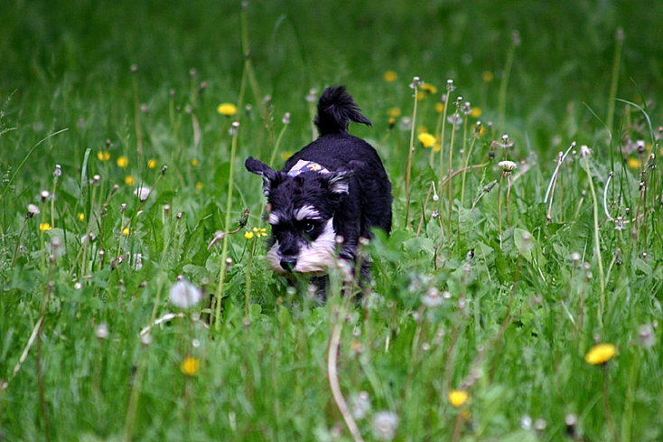 Schlossteich - Chemnitz - Hund geht spazieren