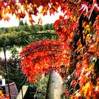 Schlosstreppe Aschaffenburg zum Main mit wildem Herbstwein