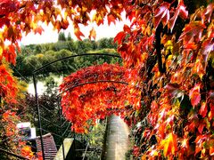 Schlosstreppe Aschaffenburg zum Main mit wildem Herbstwein