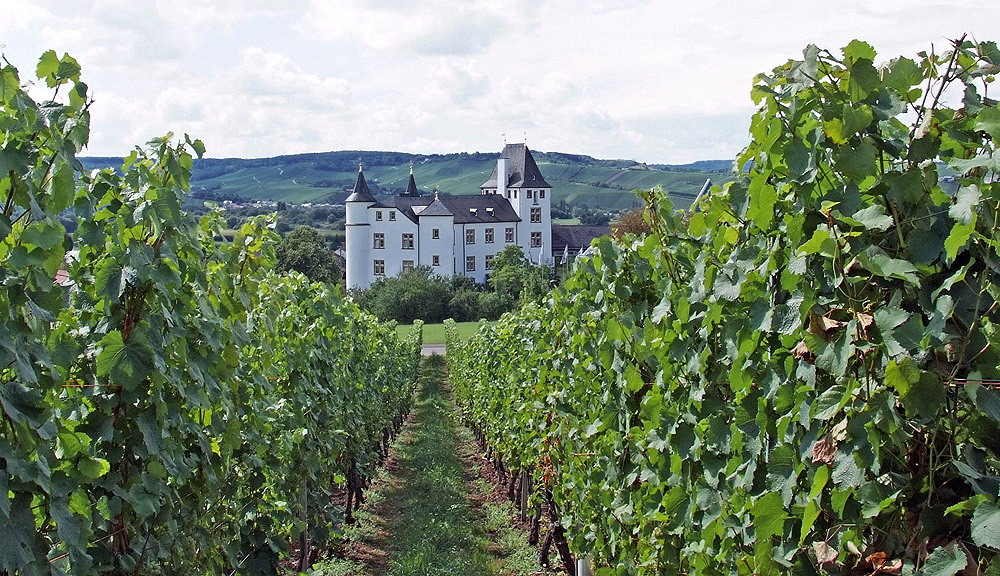 Schlosswein