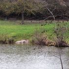 Schlosswiesensee