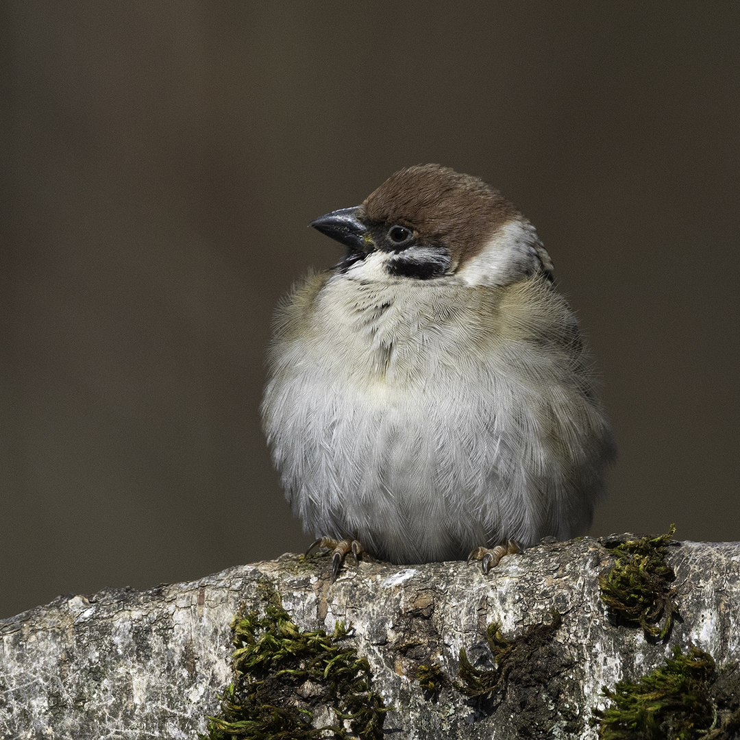 Schlotter, schlotter.  Feldspatz