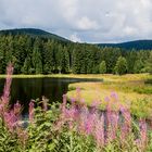 Schluchsee in den Morgenstunden