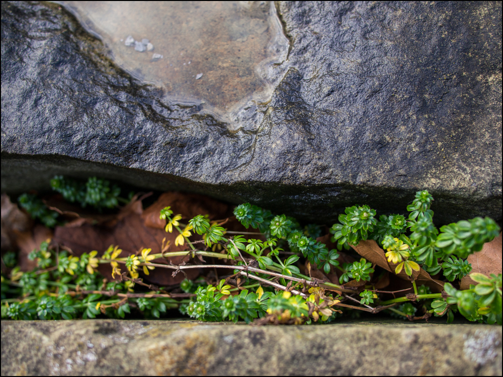 Schlucht am Mauersee