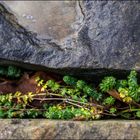 Schlucht am Mauersee