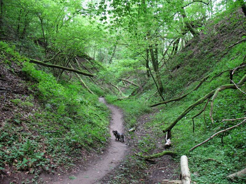 Schluchtenpfad mit Hund Foto &amp; Bild deutschland, europe, saarland