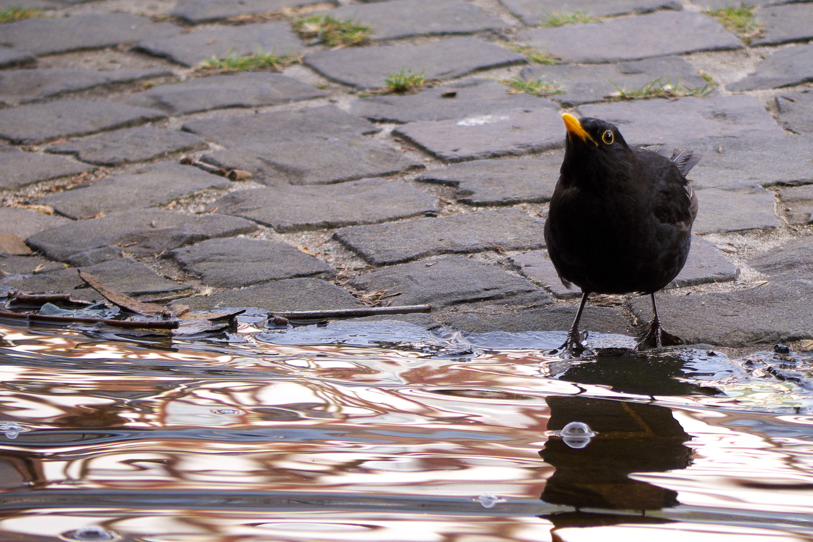 Schluckamsel