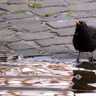 Schluckamsel