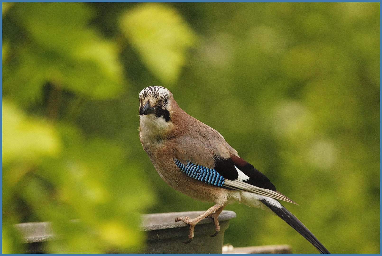 Schluckspecht an der Vogeltränke