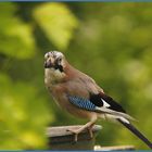 Schluckspecht an der Vogeltränke