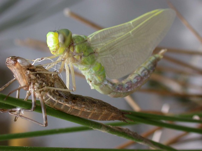 Schlüpfen einer Libelle