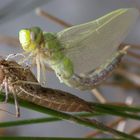 Schlüpfen einer Libelle