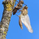 Schlüpfende Falkenlibelle