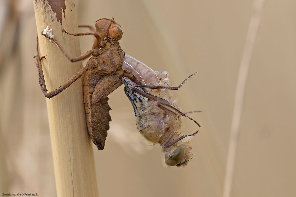 Schlüpfende Falkenlibelle 