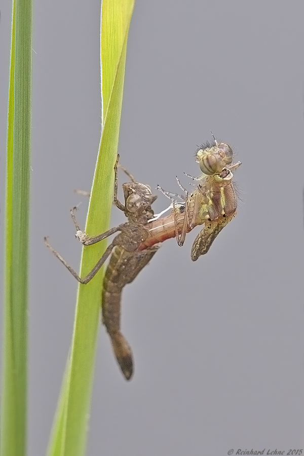 Schlüpfende Frühe Adonislibelle