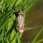 Schlüpfende Libelle