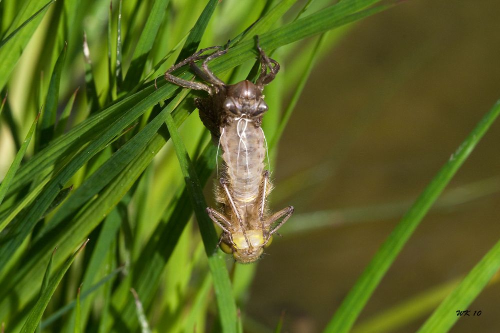 Schlüpfende Libelle