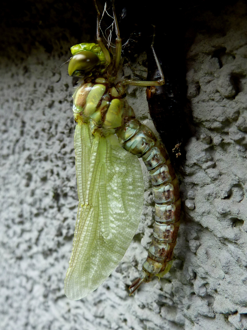 Schlüpfende Libelle