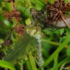 Schlüpfende Libelle 2