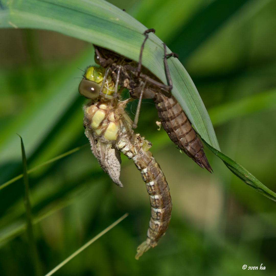 Schlüpfende Libelle 3