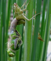 schlüpfende Libelle