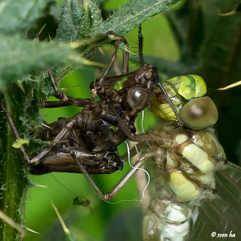 Schlüpfende Libelle 8