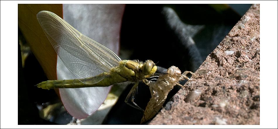 schlüpfende Libelle