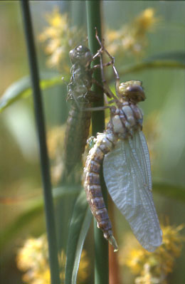 "Schlüpfende Libelle"