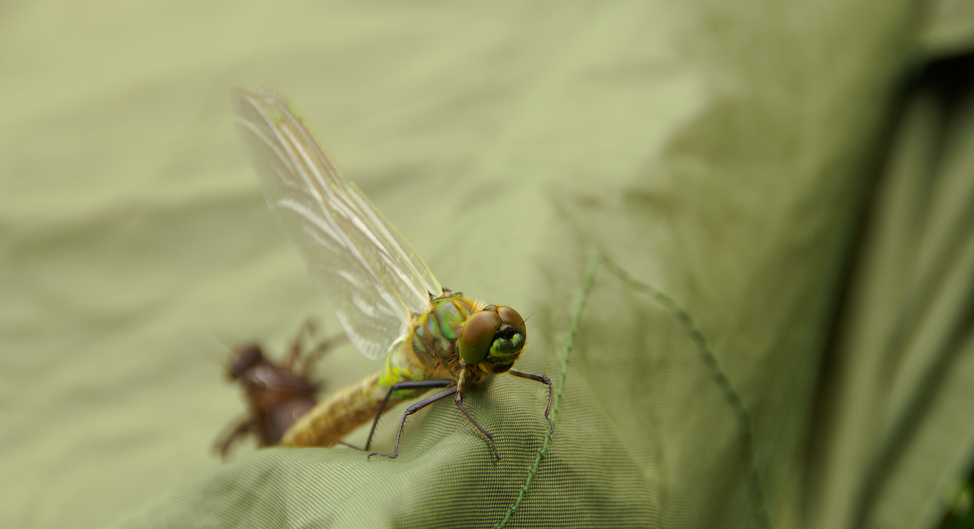 Schlüpfende Libelle