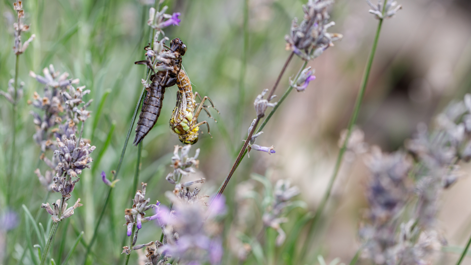 Schlüpfende Libelle