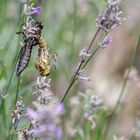 Schlüpfende Libelle